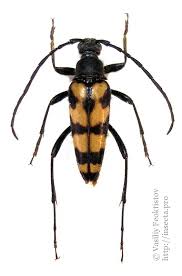 Attēlu rezultāti vaicājumam “Leptura quadrifasciata”