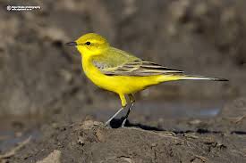 Attēlu rezultāti vaicājumam “Motacilla flava flava”