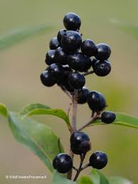 Attēlu rezultāti vaicājumam “Ligustrum vulgare”