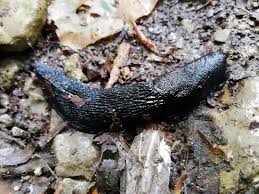 Attēlu rezultāti vaicājumam “Limax cinereoniger”