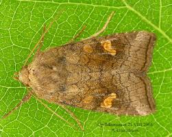 Attēlu rezultāti vaicājumam “Amphipoea”