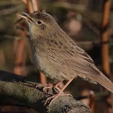 Image result for Locustella fluviatilis