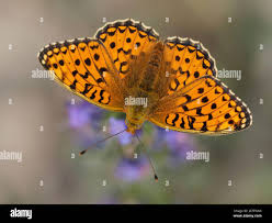 Attēlu rezultāti vaicājumam “Argynnis niobe underside”