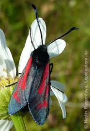 Attēlu rezultāti vaicājumam “Zygaena minos”