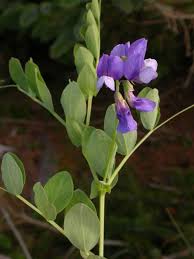 Attēlu rezultāti vaicājumam “Lathyrus japonicus subsp. maritimus flower”
