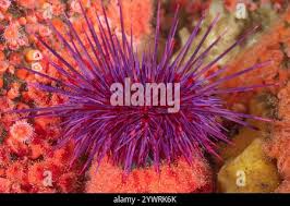 Image result for Mesocentrotus franciscanus