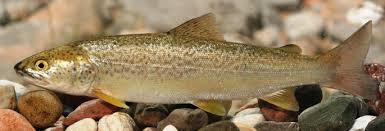 Image result for Salmo marmoratus