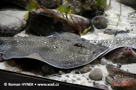 Image result for Raja clavata