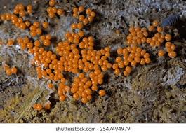 Attēlu rezultāti vaicājumam “Trichia flavicoma macro”