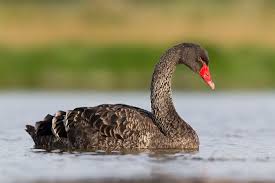 Attēlu rezultāti vaicājumam “Cygnus atratus”