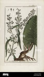 Attēlu rezultāti vaicājumam “Rumex aquaticus bud”