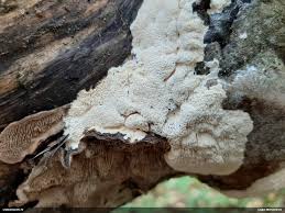 Attēlu rezultāti vaicājumam “Junghuhnia pseudozilingiana”