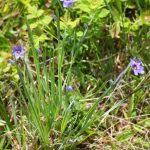 Attēlu rezultāti vaicājumam “Sisyrinchium montanum fruit”