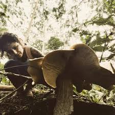 Image result for macrocybe titans