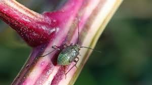 Attēlu rezultāti vaicājumam “Lygus nymph nymph”