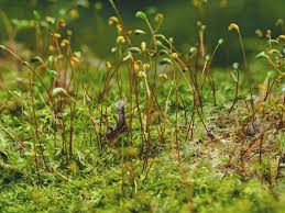 Attēlu rezultāti vaicājumam “Amblystegium serpens sporophyte”