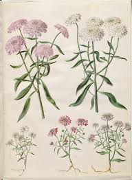 Image result for Iberis umbellata