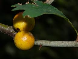 Attēlu rezultāti vaicājumam “Cynips quercusfolii”