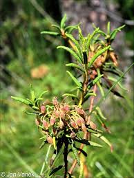 Attēlu rezultāti vaicājumam “Ledum palustre fruit”