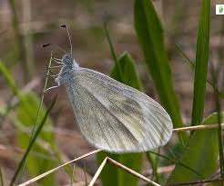 Attēlu rezultāti vaicājumam “Leptidea sinapis”