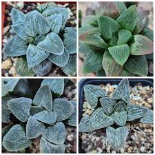 Image result for Haworthia mix