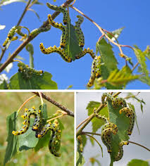 Attēlu rezultāti vaicājumam “Nematus salicis larva”