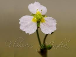 Attēlu rezultāti vaicājumam “Alisma plantago-aquatica flower”