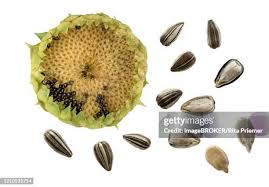 Attēlu rezultāti vaicājumam “Helianthus annuus fruit”