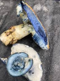 Attēlu rezultāti vaicājumam “Gyroporus cyanescens”