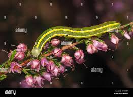 Attēlu rezultāti vaicājumam “Ceramica pisi”