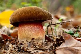 Attēlu rezultāti vaicājumam “Boletus luridus”