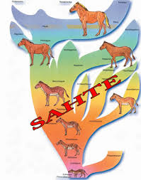 Image result for Evolution Stammbaum