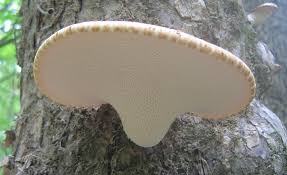 Attēlu rezultāti vaicājumam “Polyporus squamosus”