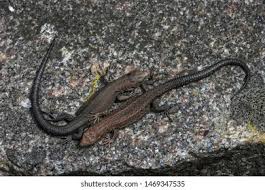 Attēlu rezultāti vaicājumam “Lacerta vivipara”