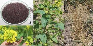 Attēlu rezultāti vaicājumam “Sinapis arvensis”