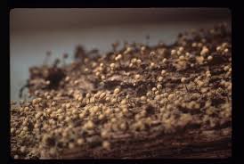 Attēlu rezultāti vaicājumam “Cribrariaceae”