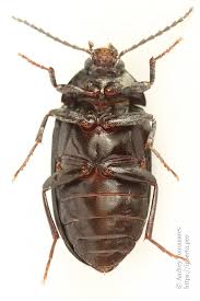 Attēlu rezultāti vaicājumam “Prionychus ater”