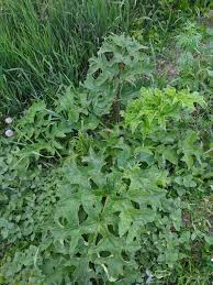 Image result for Heracleum sphondylium