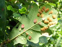 Attēlu rezultāti vaicājumam “Neuroterus albipes”