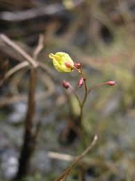 Attēlu rezultāti vaicājumam “Utricularia minor bud”
