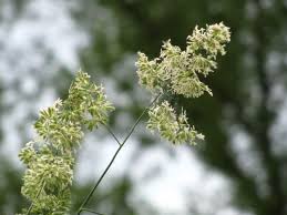 Attēlu rezultāti vaicājumam “Dactylis glomerata subsp. glomerata”