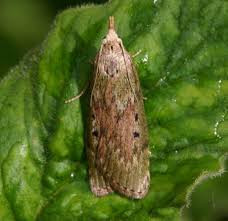 Attēlu rezultāti vaicājumam “Aphomia sociella female”