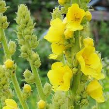 Image result for Verbascum nigrum