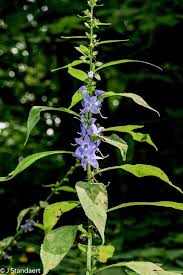Image result for Campanula americana