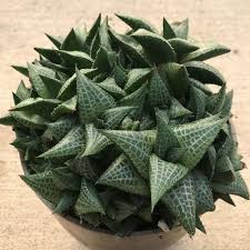 Image result for Haworthia