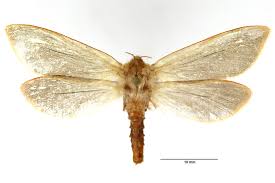 Attēlu rezultāti vaicājumam “Hepialus humuli male”