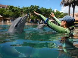 Image result for Adventure Dolphin