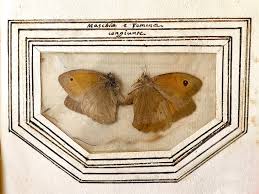 Attēlu rezultāti vaicājumam “Maniola jurtina”