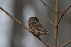 Attēlu rezultāti vaicājumam “Glaucidium passerinum adult”