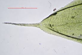 Attēlu rezultāti vaicājumam “Cirriphyllum piliferum”